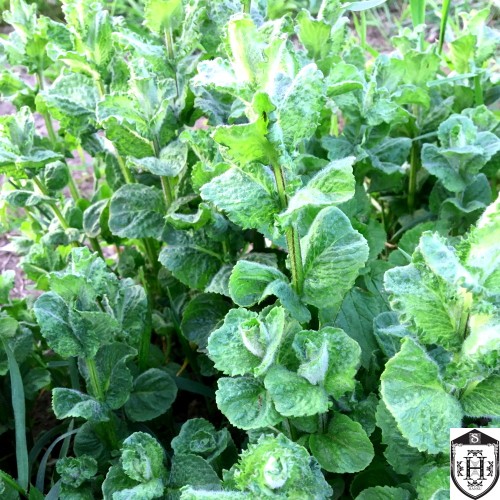 Mentha x piperita 'Mojito' - Piparmünt 'Mojito' C2/2L